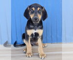 Small Photo #2 Australian Shepherd-Unknown Mix Puppy For Sale in Lakewood, CO, USA