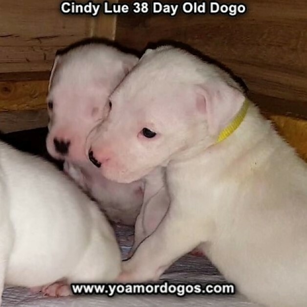 Medium Photo #59 Dogo Argentino Puppy For Sale in PINEVILLE, MO, USA