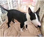 Small Photo #4 Bull Terrier Puppy For Sale in Corona, CA, USA