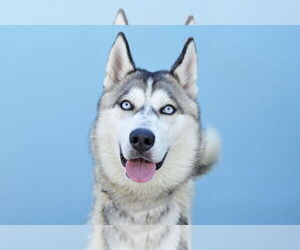 Siberian Husky Dogs for adoption in Pasadena, CA, USA