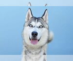 Small Siberian Husky