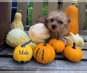 Poodle (Toy)-Yorkshire Terrier Mix Puppy for sale in CLARE, IL, USA
