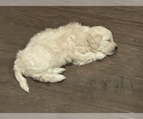 Medium Photo #2 Maltipoo Puppy For Sale in MIDLOTHIAN, TX, USA