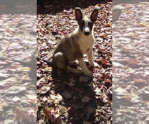German Shepherd Dog Puppy for Sale in LOGAN, Ohio USA