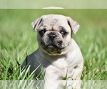 Image preview for Ad Listing. Nickname: Maple