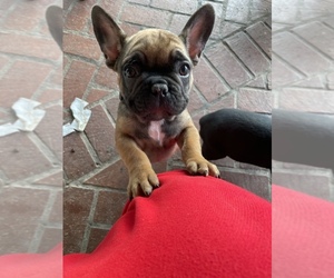 French Bulldog Puppy for sale in ELVERTA, CA, USA