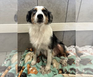 Australian Shepherd Dogs for adoption in Pacolet, SC, USA