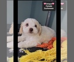 Small #1 Havanese-Zuchon Mix