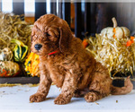 Small #4 Goldendoodle-Poodle (Miniature) Mix
