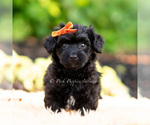 Small #2 Yorkipoo