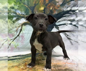 American Pit Bull Terrier-Labrador Retriever Mix Dogs for adoption in Wetumpka, AL, USA