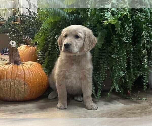 Medium Photo #1 Golden Retriever Puppy For Sale in LEAF RIVER, IL, USA