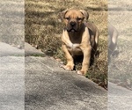 Small Photo #1 American Bully Puppy For Sale in ELLENWOOD, GA, USA