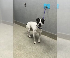 Mutt Dogs for adoption in Las Vegas, NV, USA