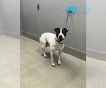 *GARDENIA - Female Mutt Dog for Adoption - Small photo