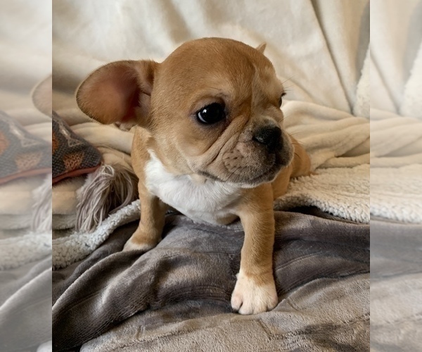 Medium Photo #13 French Bulldog Puppy For Sale in JOHNS ISLAND, SC, USA