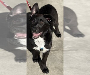 bodie - Male Borador Dog for Adoption - Photo #5