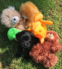 Maltese-Poodle (Toy) Mix Puppy for sale in OXNARD, CA, USA