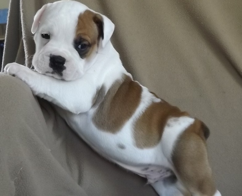 Medium Photo #1 Valley Bulldog Puppy For Sale in TAHLEQUAH, OK, USA