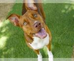 Small #1 Labrador Retriever Mix