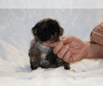 Small #2 ShihPoo
