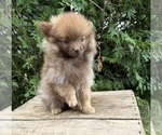 Small #1 Pomeranian