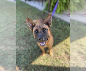 Mutt Dogs for adoption in Imlay City, MI, USA