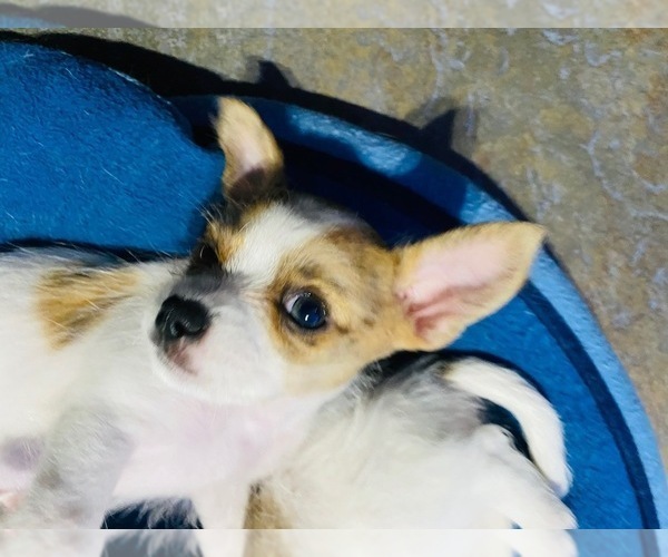 Medium Photo #1 Chorkie Puppy For Sale in GREEN ACRES, FL, USA