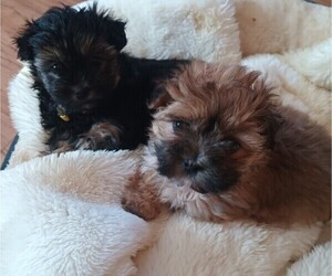 Morkie-Yorkshire Terrier Mix Puppy for sale in WOBURN, MA, USA