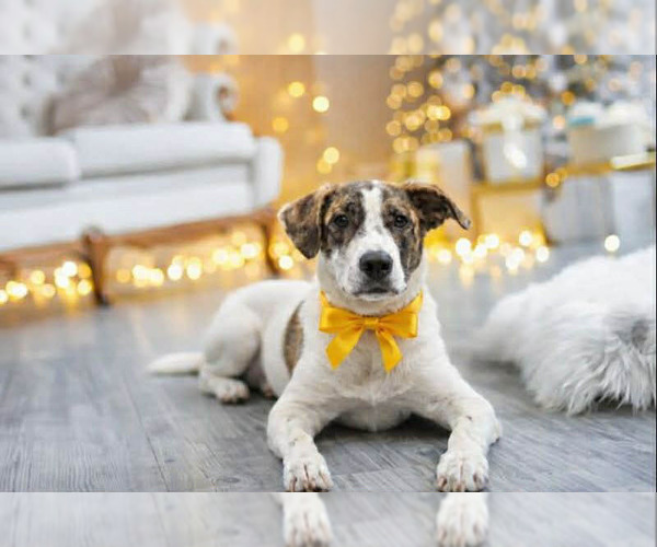 Medium Photo #5 Mutt Puppy For Sale in Sanford, FL, USA