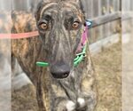 Small Greyhound