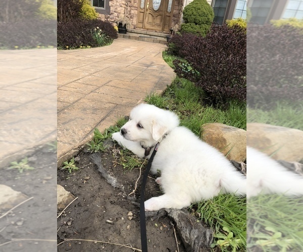 Medium Photo #9 Great Pyrenees Puppy For Sale in DEERFIELD, OH, USA