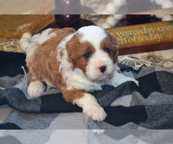 Medium Photo #12 Cavapoo (Miniature) Puppy For Sale in GREENWOOD, WI, USA