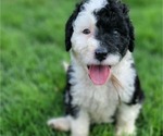 Small Photo #1 Bernedoodle Puppy For Sale in WEST SALEM, IL, USA