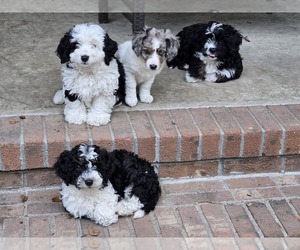 Aussiedoodle Miniature -Miniature Bernedoodle Mix Puppy for sale in TRENT WOODS, NC, USA