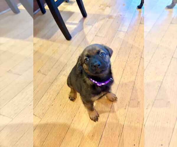 Medium Photo #7 Mutt Puppy For Sale in San Diego, CA, USA