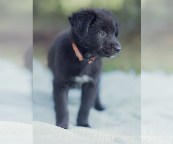 Medium Photo #7 Labrador Retriever-Unknown Mix Puppy For Sale in Orlando, FL, USA