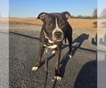 Small #2 American Bulldog Mix