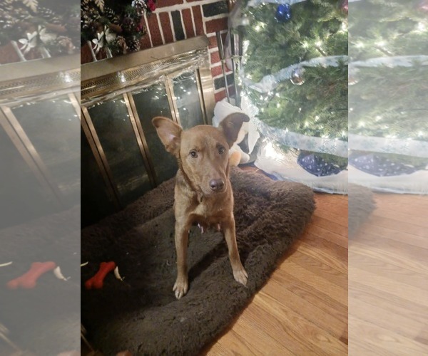 Medium Photo #4 Australian Shepherd-Unknown Mix Puppy For Sale in Mechanicsburg, PA, USA