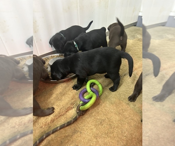 Medium Photo #6 Labrador Retriever Puppy For Sale in FREDERICKSBG, OH, USA
