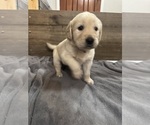 Small Golden Retriever