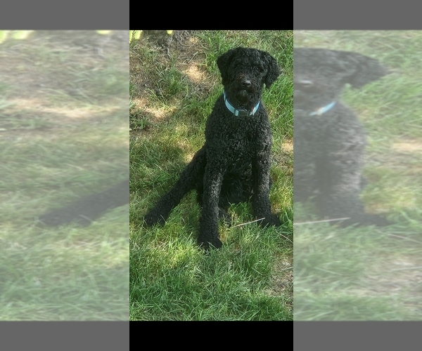 Medium Photo #4 Labradoodle Puppy For Sale in GRUNDY CENTER, IA, USA