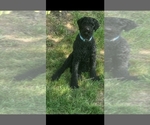 Small Photo #4 Labradoodle Puppy For Sale in GRUNDY CENTER, IA, USA