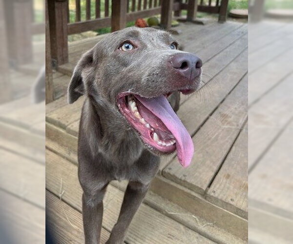 Medium Photo #3 Labmaraner Puppy For Sale in Wetumpka, AL, USA