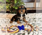 Small Photo #1 Cavalier King Charles Spaniel Puppy For Sale in INDIANAPOLIS, IN, USA