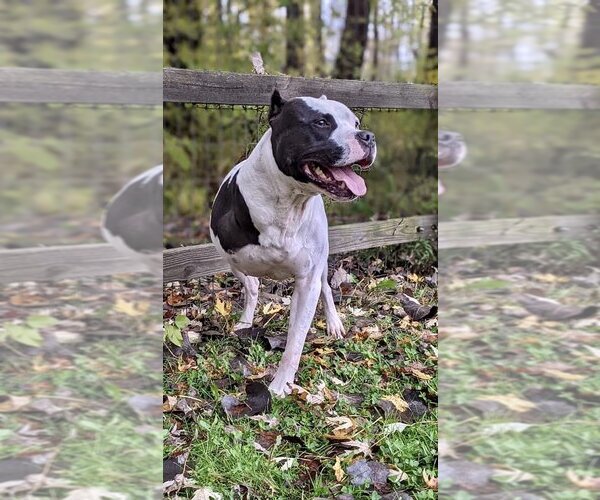 Medium Photo #2 American Pit Bull Terrier-Unknown Mix Puppy For Sale in Lockport, NY, USA