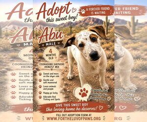 Coonhound-Unknown Mix Dogs for adoption in Golden Valley, AZ, USA