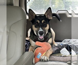Poo Fighter - Male Siberian Husky-Unknown Mix Dog for Adoption - Photo #4