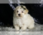 Small #3 Maltipoo (Miniature)