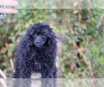 Small #30 Poodle (Toy)
